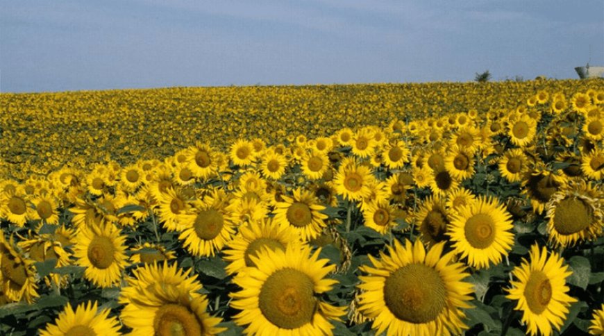 Agriculture : lancement de la culture du tournesol en mars