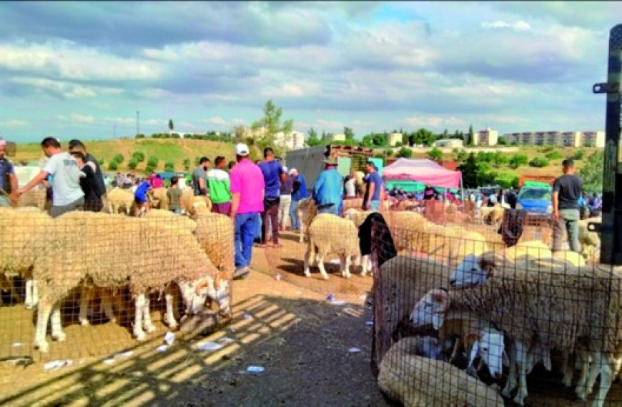 Wilaya de Guelma : Les marchés à bestiaux en quête d’organisation