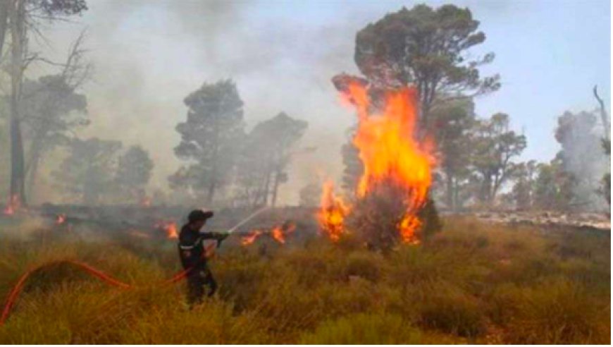 Série de feux de forêt et de récolte à Sétif : Trois jours éprouvants pour les pompiers