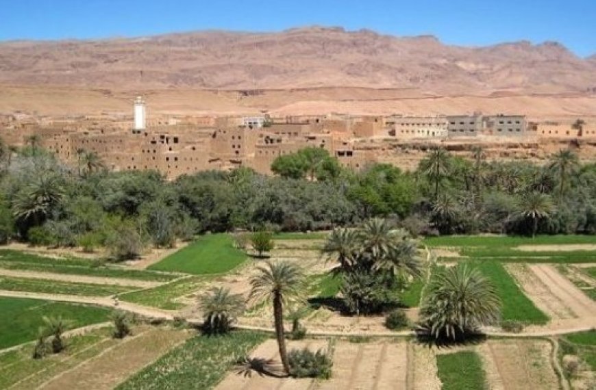 Ghardaïa : Plus de 5850 exploitations recensées dans le cadre du RGA