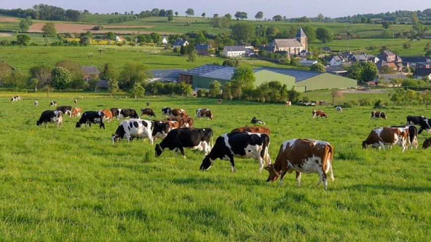 Apparition de foyers de DNC bovine : le ministère de l’Agriculture rassure