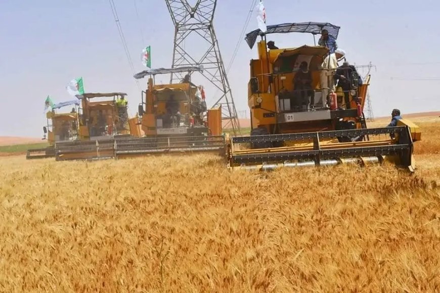 Céréales : Une production prévisionnelle de 35 millions de quintaux