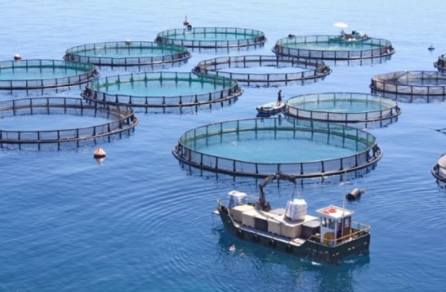 Relizane : Cap sur l’aquaculture