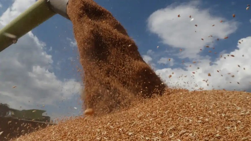 Algérie : Les importations céréalières devraient s’élever à 14 millions de tonnes (campagne 2023-2024)