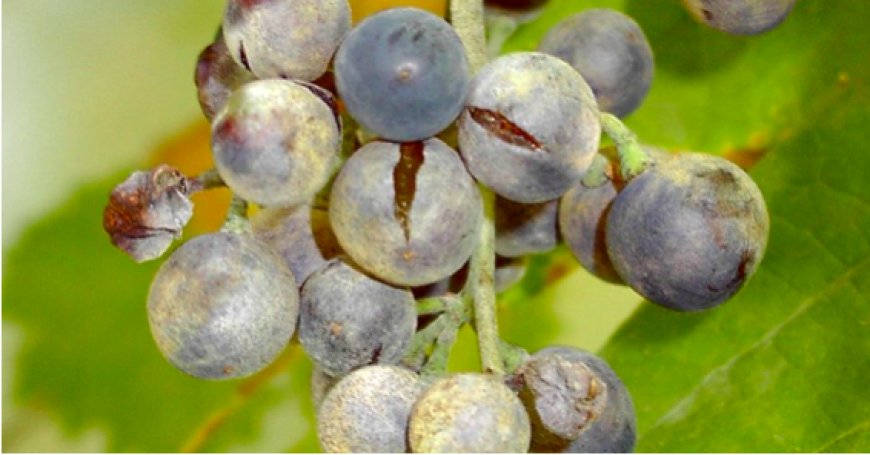 Oïdium de la vigne : Appel à la vigilance à Annaba