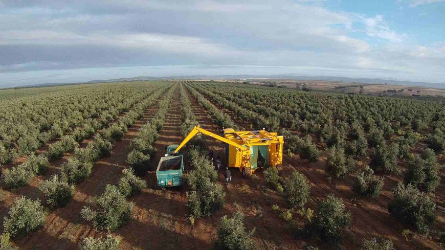 Le secteur de l’huile d’olive en quête de solutions face au changement climatique