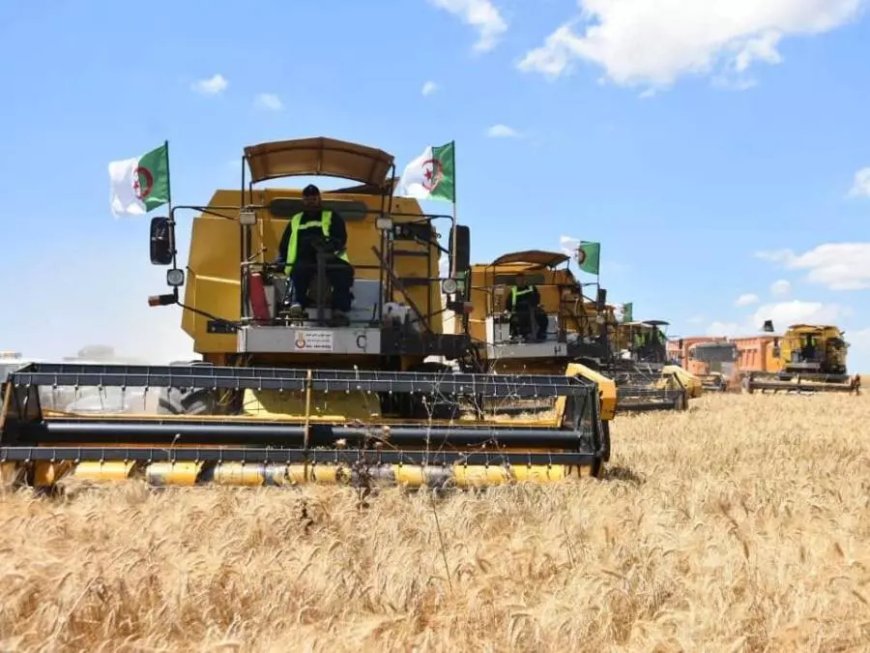 Céréales : vers l’autosuffisance en blé dur d’ici à 2027