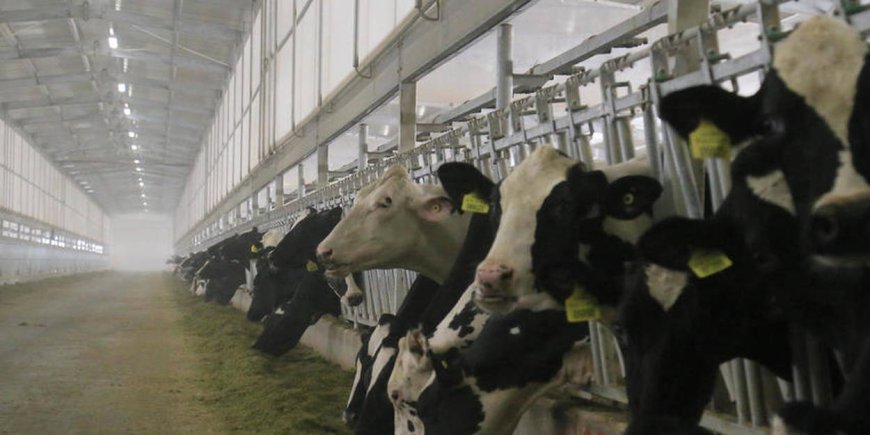 Dermatose nodulaire contagieuse bovine à Constantine : La prévention lancée, les marchés fermés