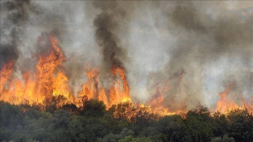 Il a fallu plus de quinze heures pour le circonscrire : Gigantesque feu de forêt à Tassadane Haddada