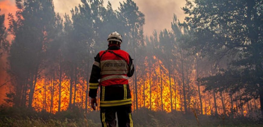 Feux de forêts en Algérie : des incendies embrasent plusieurs wilayas ce 30 juin