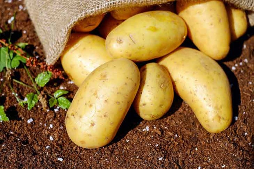 Lancement du stockage de 150.000 tonnes de pomme de terre et de 40.000 tonnes d’oignons