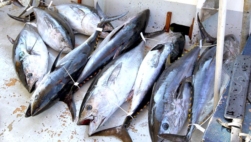 La campagne de pêche a pris fin : 2046 tonnes de thon rouge vivant pêchés par l’Algérie