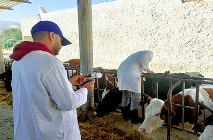 État de vigilance à la direction des services agricoles de Constantine : Des mesures préventives contre la dermatose nodulaire bovine