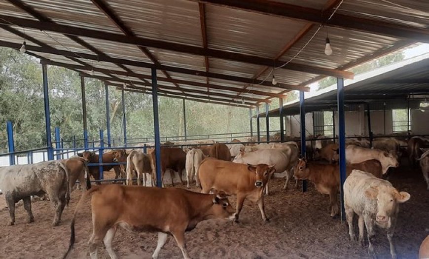 Tizi Ouzou : 21 communes touchées par la DNC bovine