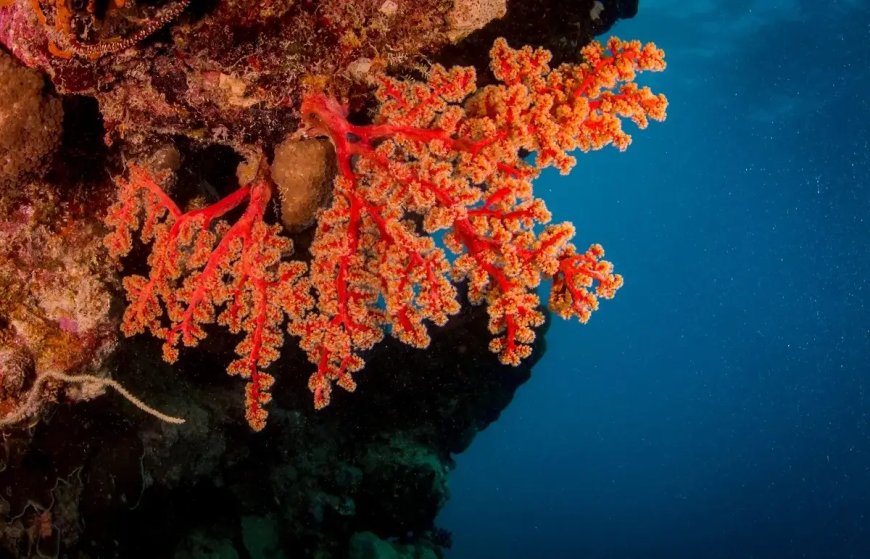 Pêche au corail : prise de mesures nécessaires pour la reprise de l’activité