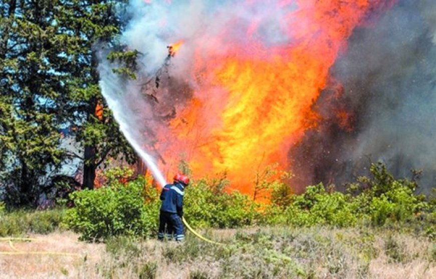 Prévention et lutte contre les incendies à Tizi Ouzou : La Conservation des forêts mobilisée