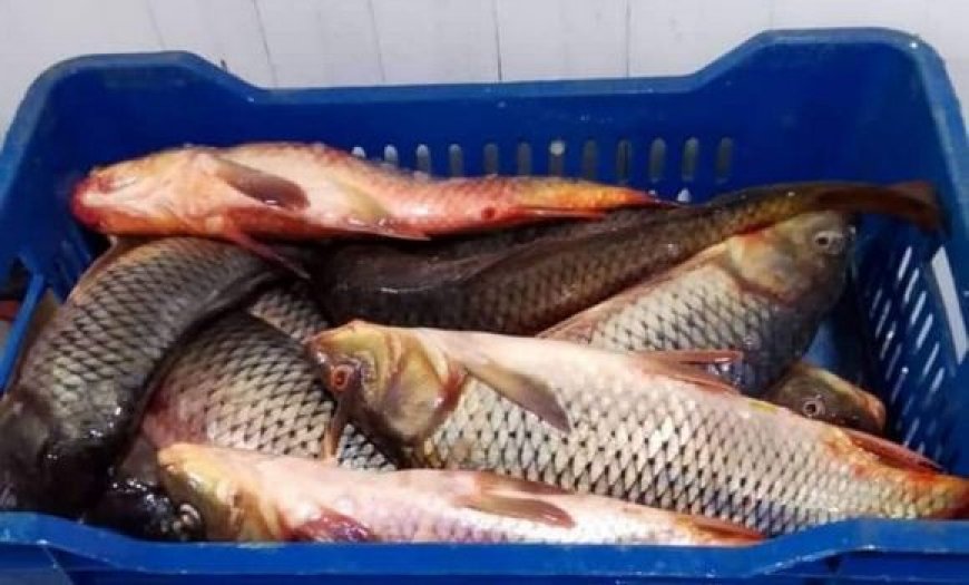 Blida : exportation de la 1ère cargaison de carpes vers le Burkina Faso