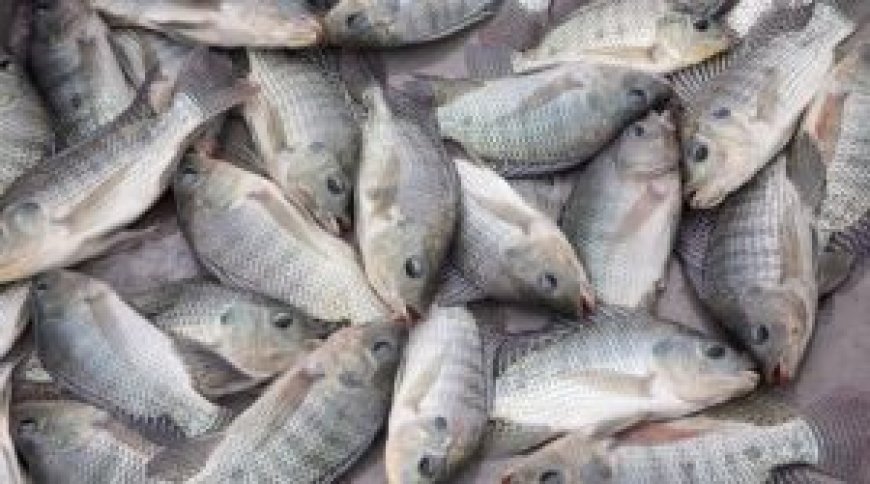 Blida : exportation de la première cargaison de carpes vers le Burkina Faso