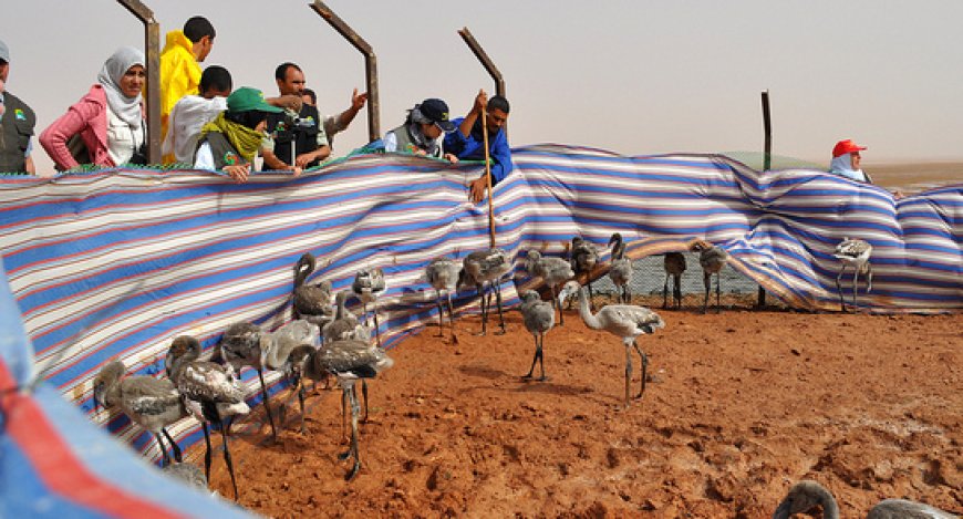 Algérie : 300 poussins flamants roses menacés par la sècheresse sauvés par des bénévoles