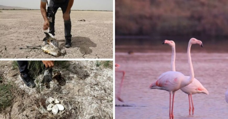 L’info a fait le tour du monde : des bénévoles Algériens sauvent 300 flamants roses