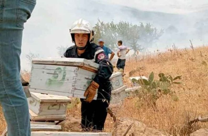 11 foyers d’incendie recensés dimanche à Béjaïa : Nuit de peur à Ouzellaguen