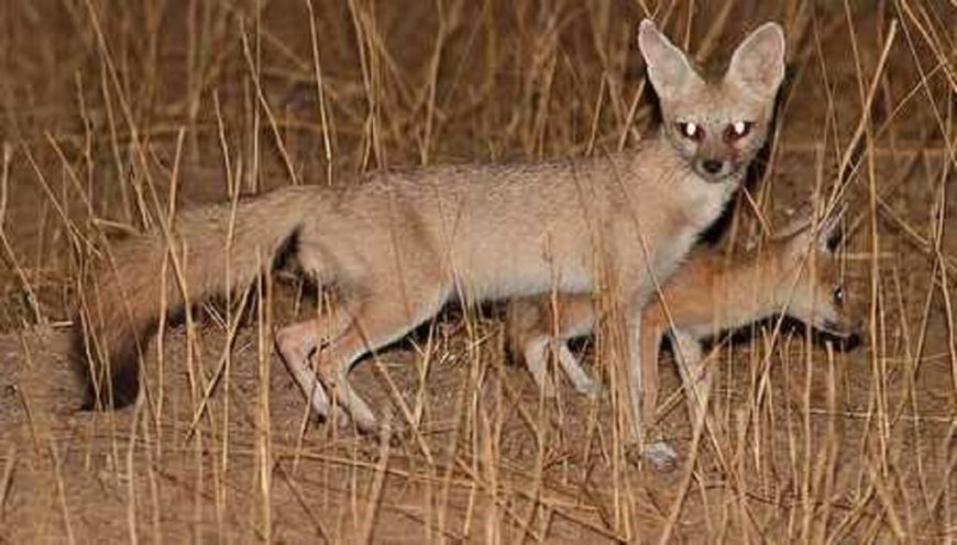 Un renard pâle aperçu pour la première fois dans le Sahara algérien (Vidéo)