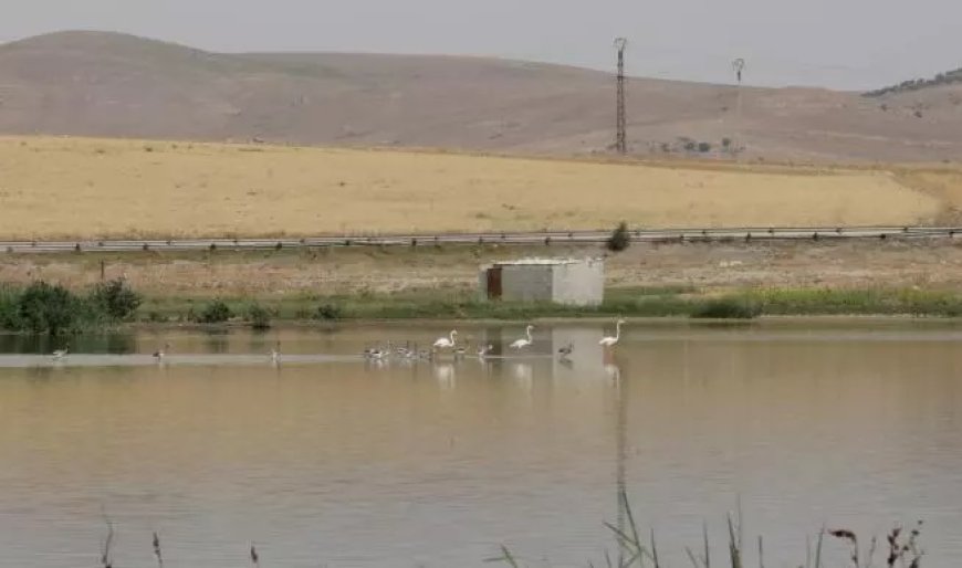 Algérie : Des bénévoles sauvent près de 300 flamants roses menacés par la sécheresse