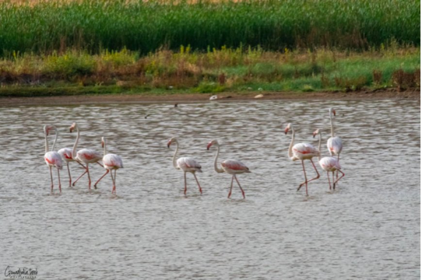 Flamants roses de Tinsilt à Oum El Bouaghi : La mobilisation citoyenne saluée à l’international 