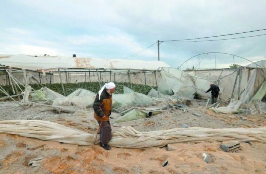 L’OCHA parle de conséquences dévastatrices : L’agriculture à Ghaza dévastée après plus de neuf mois d’agression