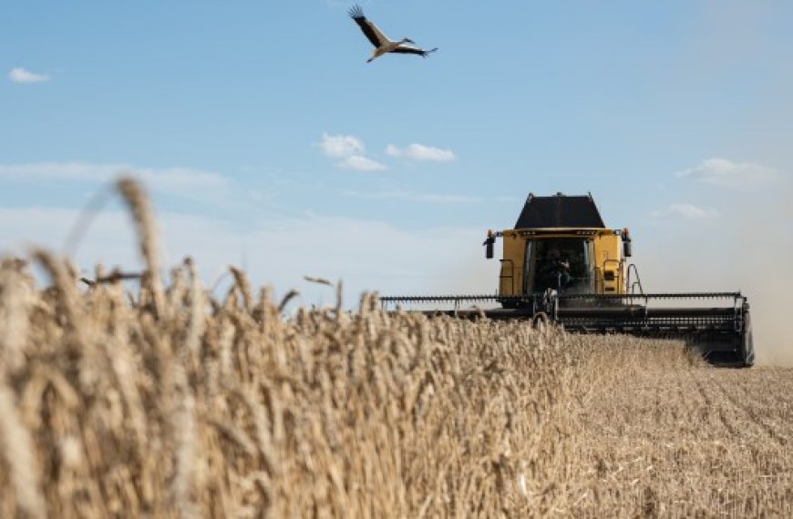 A 15 jours de la fin de la campagne moisson-battage : La production céréalière a atteint 22 millions de quintaux