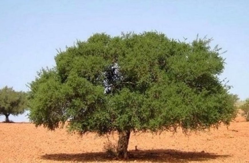 Agriculture : Plantation de 10 000 arganiers à Tindouf