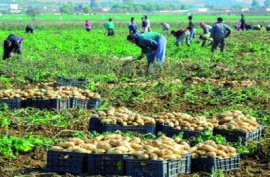 Production de la pomme de terre à Mila : Des prévisions autour de 439 000 quintaux