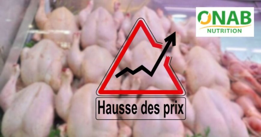 Le poulet à plus de 500 DA / kg : l’État mobilise la SARPA et l’ONAB pour stabiliser les prix