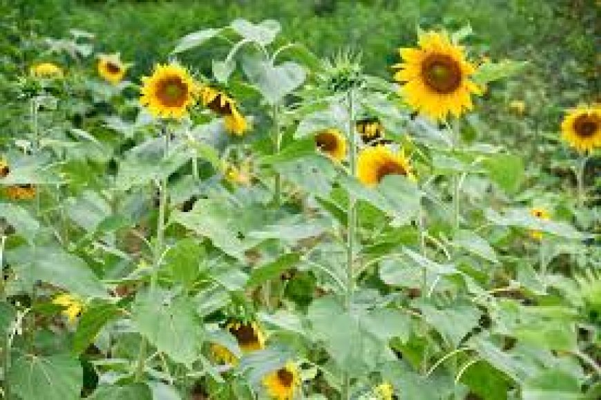 Culture du tournesol à Belkheir (Guelma) : Des rendements encourageants