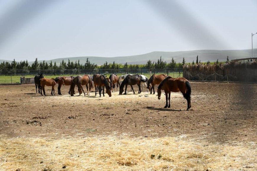 Complexe « Etoile de l’Est » à Constantine : pari sur l’agrotourisme et les loisirs champêtres