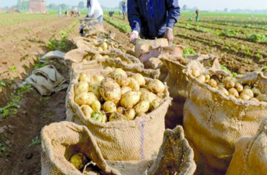 Filière de la pomme de terre à Mila : Les agriculteurs appelés à augmenter leur production