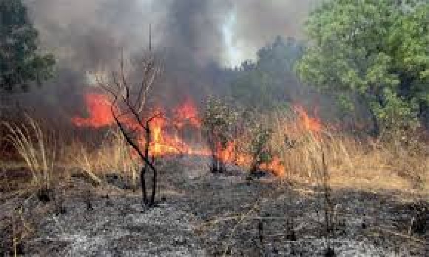 Lutte contre un feu agricole et de forêt à Babor : Plus de dix hectares partis en fumée