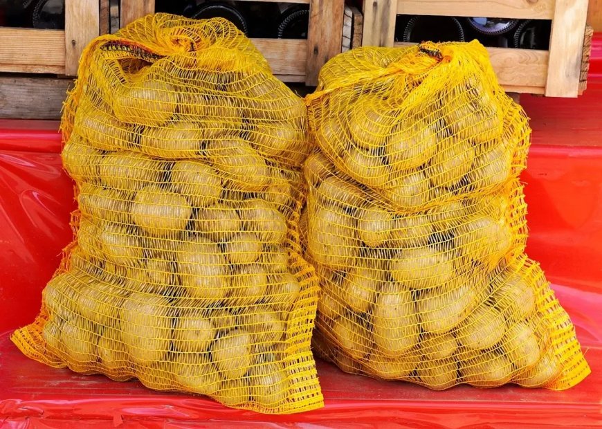 El-Oued : une surface de 33.000 ha réservée à la pomme de terre d’arrière-saison