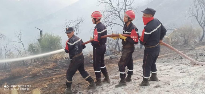 Extinction de tous les incendies de forêt à Tizi Ouzou