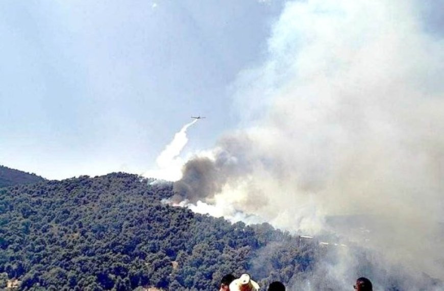 Feux de forêt à Béjaïa : La situation stabilisée mais toujours sous surveillance