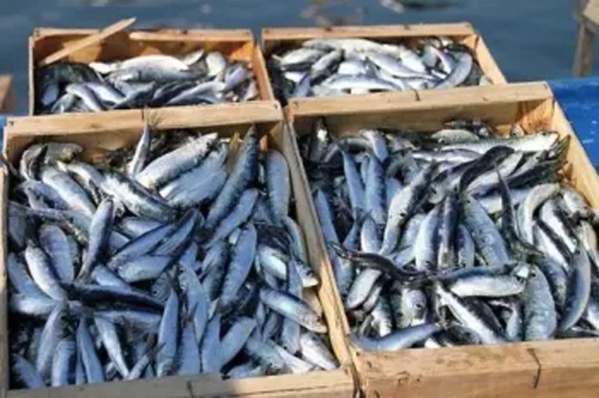 A plus de 1 000 DA le kilo en plein été: La sardine se fait rare dans nos côtes et les pays voisins