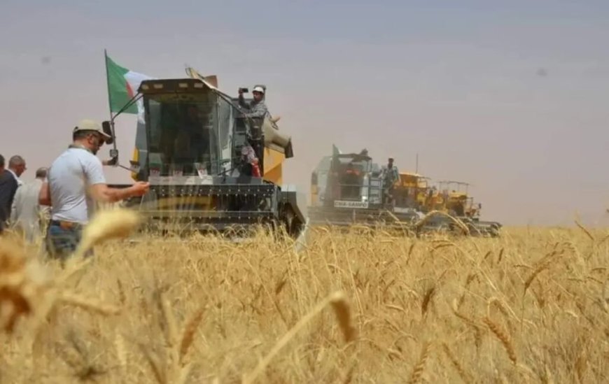 Production agricole en Algérie : le mégaprojet algéro-italien se concrétise à Timimoune !