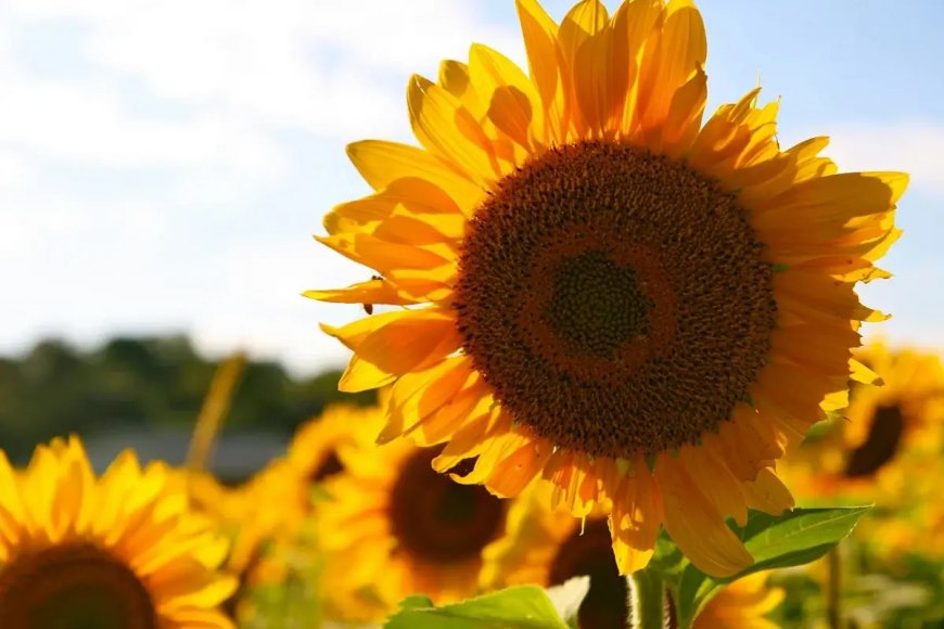 Près de 700 hectares dédiés à la culture du tournesol et du colza à Ain Defla