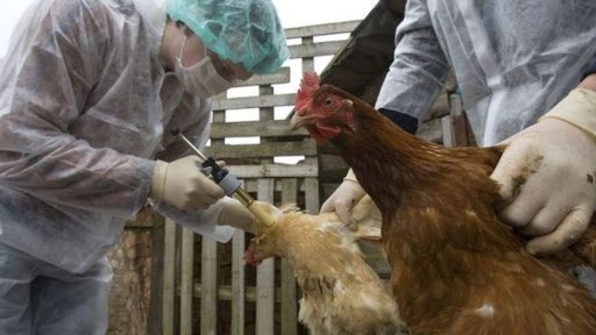 Après l’apparition d’un foyer de grippe aviaire à Oum El Bouaghi/ la Mauritanie interdit l’importation de volaille algérienne