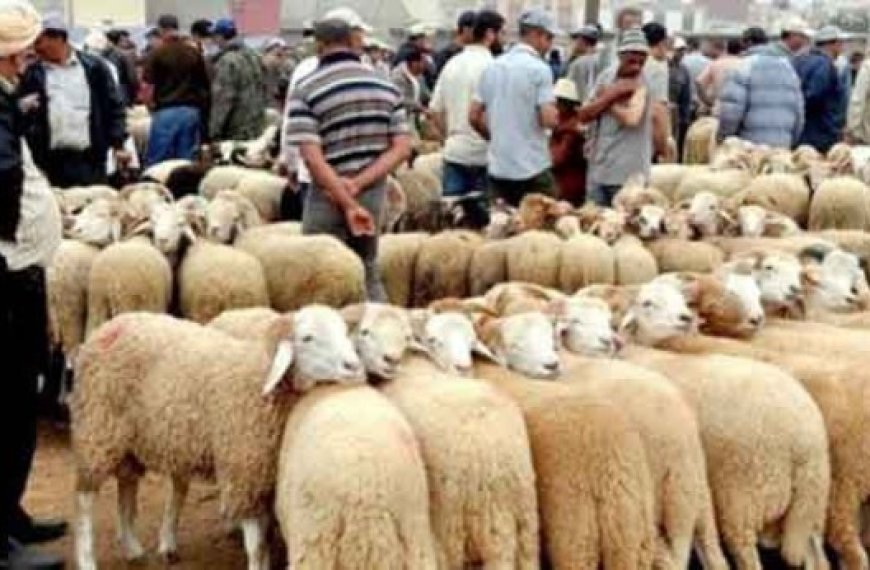 El Kerma : Réouverture aujourd’hui du marché à bestiaux