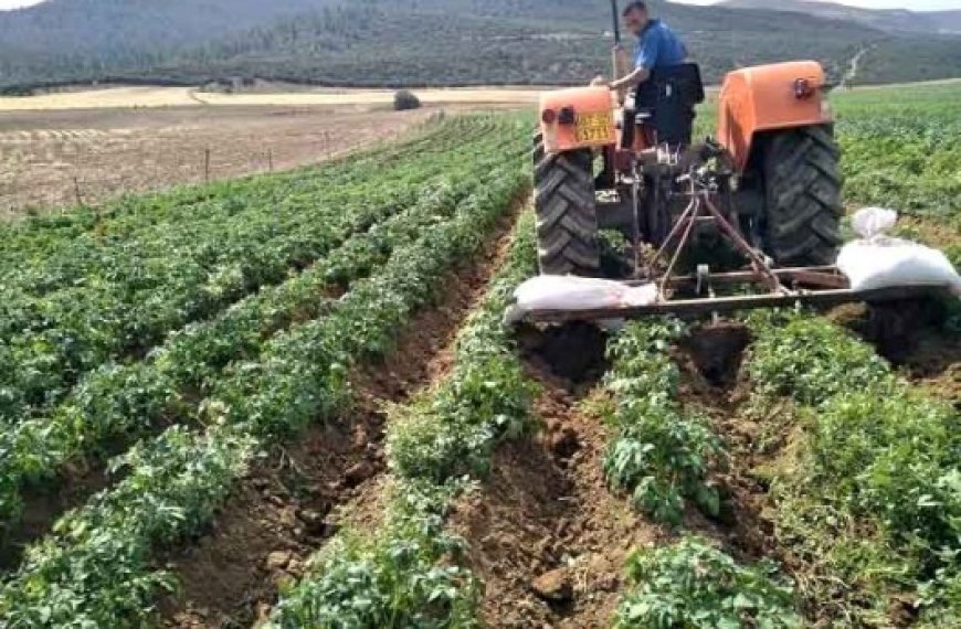 Secteur de l’agriculture à Bouira : Le manque de financement plombe les petits exploitants