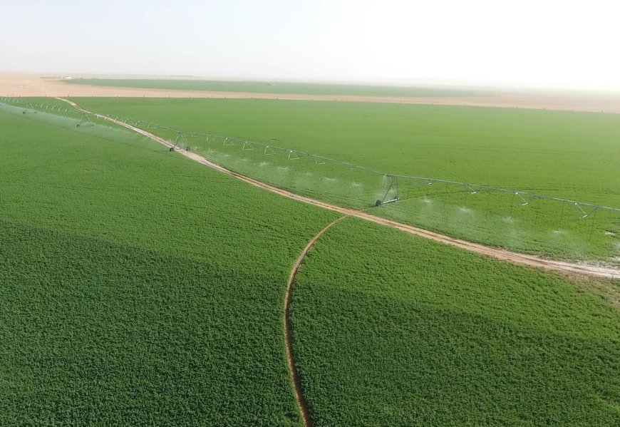 Wilayas du sud : 300.000 hectares de terres consacrés aux cultures oléagineuses