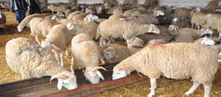 Des pluies torrentielles à Amoucha (Sétif) : Une soixantaine de moutons emportés par les crues