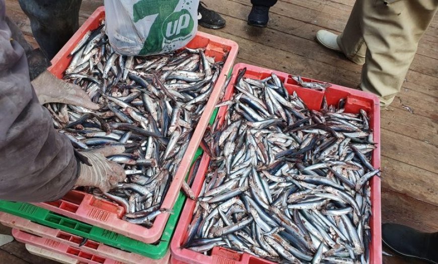 Suite aux mises en garde lancées par le ministre du Commerce : A 300 DA, baisse spectaculaire du prix de la sardine