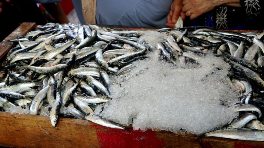 Sardines : Baisse des prix en raison d’une amélioration continue et progressive de la production